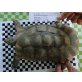 Breitrandschildkröten - männlich