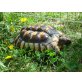Breitrandschildkröten - männlich