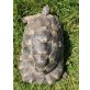Breitrandschildkröten - männlich