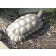 Breitrandschildkröten - männlich