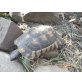 Breitrandschildkröten - männlich