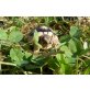 Breitrandschildkröten - weiblich