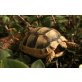Breitrandschildkröten - weiblich