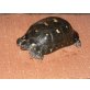 Breitrandschildkröten - weiblich