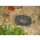 Breitrandschildkröten - weiblich
