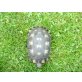 Breitrandschildkröten - weiblich