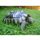 Breitrandschildkröten - weiblich
