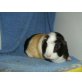 Brenda, Cuy Riesenmeerschweinchen - weiblich