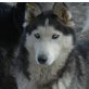 Brenda, Husky Mischling? - Hündin