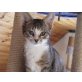 Brenda und ihre Spielgefährten, Katzenkinder der Tierhilfe - Katze