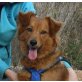 Briana-NOTFALL, Nova Scotia Duck Tolling Retriever - Hündin