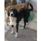 Brianna, Liebe Brianna sucht Zuhause - Hündin