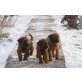 Briard - Hündin