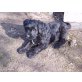 Briard-Labrador-Mix - Rüde
