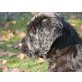 Briard Welpen - Rüde