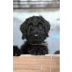 Briard Welpen - Rüde