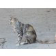 Bricciola, EKH-Langhaarmix - Katze