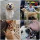 Brie, Golden Retriever - Hündin