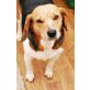 Brigi, Beagle - Hündin