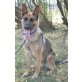 Brigi, Schäferhund (kastriert), Deutscher Schäferhund - Hündin