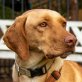Brigitte, Vizsla-Labrador-Mix - Hündin