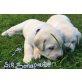 Brillant Sir BONAPARTE vom Hettelbach, Labrador Retriever Welpen - Rüde
