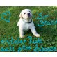 Brillant Sir BRUNO vom Hettelbach, Labrador Retriever Welpen - Rüde