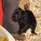 Brinkley, Mix - Hündin