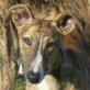 Brio, Galgo, (ca. 62 cm) kastriert, geb. April 2011 - Rüde