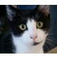 Brisa, EKH - Katze