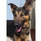 Brisco - eine klasse Familienhund!, Schäferhundmix - Rüde