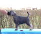 Brisk Moment of Daiquincy, Schnauzer Welpen - Hündin