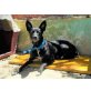 Brita, Belgischer Schäferhund - Hündin