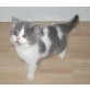Briten Junge in blau-weiss Bicolour , Britisch Kurzhaarkatze - Kater