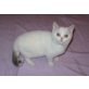 Briten Junge in lilac-weiss mit Van Zeichnung, Britisch Kurzhaarkatze - Kater