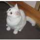 Briten Junge in weiss mit Stammbaum, Britisch Kurzhaarkatze - Kater