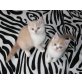 Briten Jungs in creme-weiss, Britisch Kurzhaarkatze - Kater