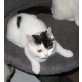 Briten Mädchen schwarz-weiss , Britisch Kurzhaarkatze - Katze
