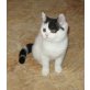 Briten Mädchen schwarz-weiss mit ö. Stammbaum, Britisch Kurzhaarkatze - Katze