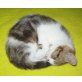 Briten classic tabby weiss Mädchen, Britisch Kurzhaarkatze - Katze