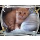 Briten in verschiedenen Farben mit Stammbaum, Britisch Kurzhaarkatze - Katze