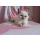 Briten vom Bisamberg, Britisch Kurzhaarkatze - Katze