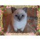 Britenbabys in Point´s, blau, creme., Britisch Kurzhaarkatze - Katze