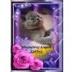 Britenbabys in den Farben blau, lilac, creme, Britisch Kurzhaarkatze - Kater
