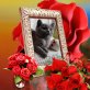 Britenbabys in der Farbe blau, Britisch Kurzhaarkatze - Katze