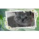 Britenbabys in der Farbe blau und blau-creme , Britisch Kurzhaarkatze - Katze