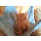 Britenbabys mit Stammbaum, Britisch Kurzhaarkatze - Katze