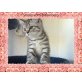 Britenbabys mit Stammbaum, Britisch Kurzhaarkatze - Katze