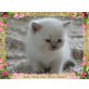 Britenbabys mit Stammbaum aus Siegerzucht , Britisch Kurzhaarkatze - Katze