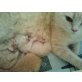 Britenbabys mit österr. Stammbaum, Britisch Kurzhaarkatze - Kater